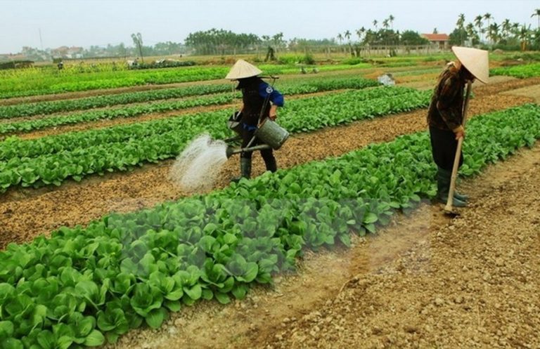 Đất công ích 5% là gì? Có nên mua đất 5% không?